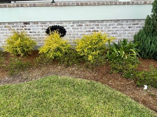 Landscaping by Juan Manson for Nickeil W. in New Orleans, LA