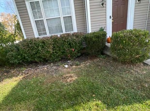 Bush Trimming by Kyran Bishop for Israel M. in Dayton, OH