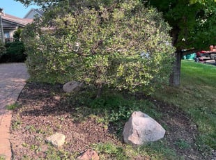 Bush Trimming by Spencer Mercer for Nathan H. in Burnsville, MN