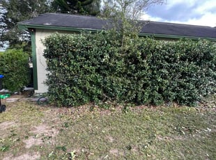 Bush Trimming by Buck Robinson for Jerry M. in Orlando, FL