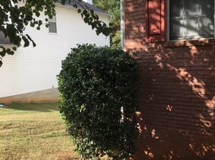Bush Trimming by Rickey McCoy for Sherita B. in Ellenwood, GA