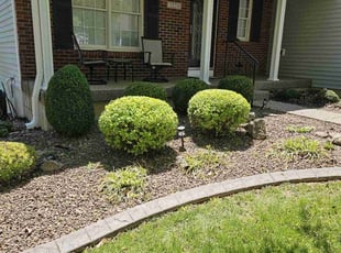 Bush Trimming by Richard Williams for Karen B. in Louisville, KY