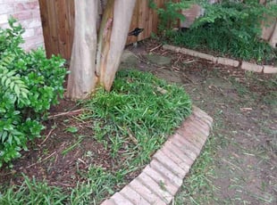 Weeding by Samuel Hodge for Samiha K. in Rowlett, TX