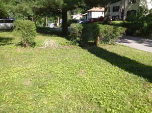 Bush Trimming by James Buchanan for Lindsey O. in Kansas City, MO