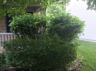 Bush Trimming by Larken Davidson for Parag P. in Fishers, IN