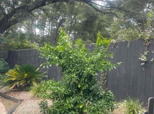 Debra C.'s Flower Bed Weeding service result