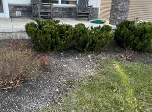 Bush Trimming by Cameron Cordell for Brent B. in Plain City, OH