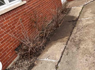 Leaf Removal by Omar Licea for Bob C. in Chicago Heights, IL