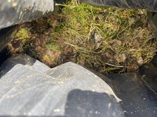 Cleanups by Diego Mojica for Katie R. in Roseville, CA