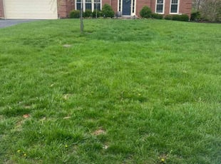 Patricia C.'s Lawn Maintenance service result