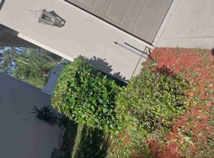 Bush Trimming by Delson Auguste for Mark H. in Jacksonville, FL
