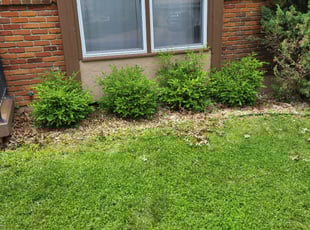 Weeding by Daniel Finley for Rachel H. in Kansas City, MO