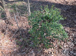 Bush Trimming by Mark Perugini for Ceray D. in Lithia Springs, GA