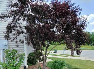 Wanda W.'s Bush Trimming service result