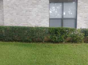Bush Trimming by JackieAnn Talley for Richard L. in San Antonio, TX