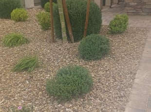 Bush Trimming by Devon Turner for Erik B. in Las Vegas, NV