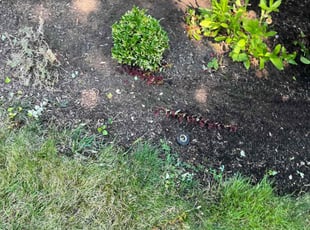 Bush Trimming by Jae Ayres for Radha D. in Redmond, WA