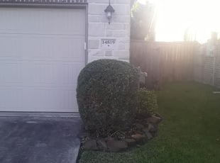 Bush Trimming by Sergio Martinez for Greg R. in Humble, TX