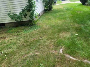 Bush Trimming by Allen Young for Jeff C. in Elyria, OH