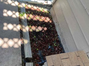 Leaf Removal by Isaiah Guidry for Thao V. in Aurora, CO
