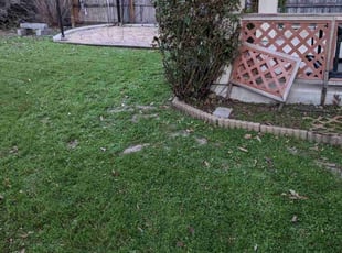 Bush Trimming by Jeffery Kasan for David M. in San Antonio, TX