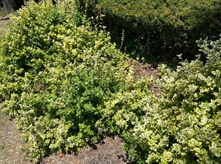 Bush Trimming by Leroy Green II for Tony C. in Westerville, OH