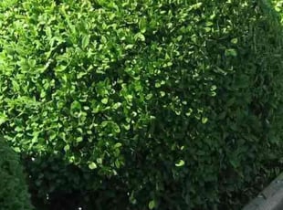 Bush Trimming by Lakenya Hamilton for Miranda J. in Marietta, GA