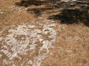 Leaf Removal by Hector Mieles for Anthony L. in Winter Park, FL