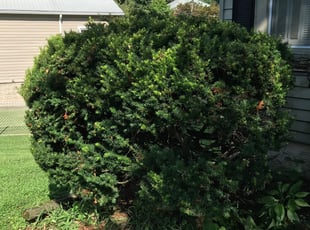 Bush Trimming by Wesley Souders for Donna T. in Baltimore, MD
