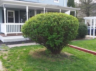 Bush Trimming by Alejandro Gamboa for Lalita P. in Gibbsboro, NJ