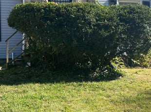 Bush Trimming by Bryan Fletcher for Jacqueline H. in Kansas City, MO
