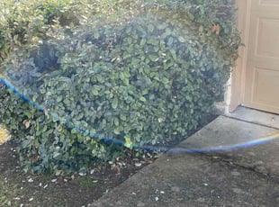 Bush Trimming by Keily Delgado Preciado for Jessica G. in Austin, TX