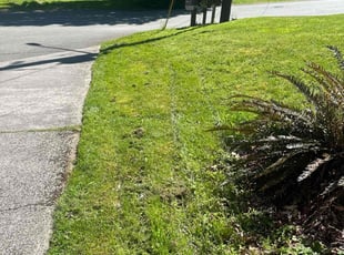 Bush Trimming by Nouri Abdelkader for Aaron S. in Brier, WA
