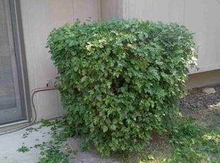 Bush Trimming by Emanuel Johnson for Pamela H. in Papillion, NE