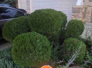 Bush Trimming by Luke Reinhold for Millard F. in Denver, CO
