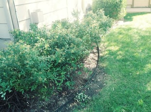 Bush Trimming by Jeffrey Otto for Justin B. in Wichita, KS