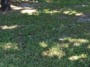 Leaf Removal by Lenny Watson for Jillian D. in Jacksonville, FL