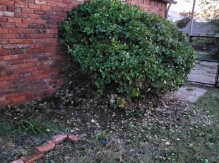 Bush Trimming by Sean Dusenberry for Debbie D. in Blanchard, OK