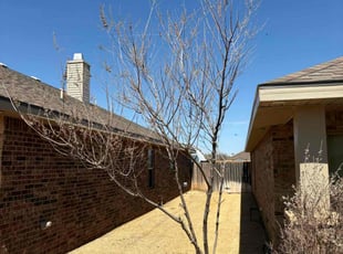 Bush Trimming by Matthew Wright for Stanton K. in Lubbock, TX