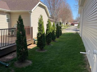Bush Trimming by Eric Murphy for John T. in Madison, WI