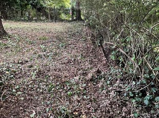 Bush Trimming by Tim Gravely for rachel d. in Greenville, SC