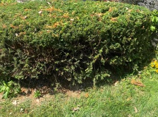 Bush Trimming by Phillip Crews for Robert F. in Toledo, OH