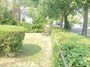 Bush Trimming by Chris Stewart for Carole L. in Washington, DC