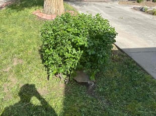 Bush Trimming by Junior Hernandez for Laura P. in Denver, CO