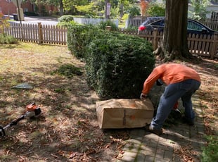 Bush Trimming by Angel P. for Ann A. in Arlington, VA