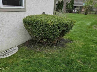 Bush Trimming by Leroy Green II for Christina G. in Columbus, OH
