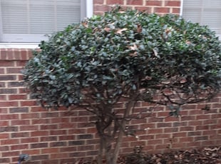 Bush Trimming by Amber Fuentes for Garry H. in Arlington, VA