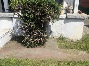 Bush Trimming by Tayshaun Pook for Timothy C. in Los Angeles, CA