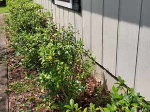 Bush Trimming by Adrian Mitchell for Veronica V. in McDonough, GA