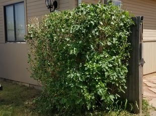 Bush Trimming by Philip Castle for Heather P. in Denver, CO